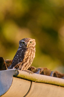 Steinkauz in der Abendsonne