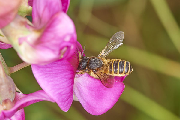 Nr.0763 - Megachile ericetorum / Platterbsen-Mörtelbiene - OB Zeche Sterkrade - 51°31`09.30" 6°50`16.06" - (19.06.2019)