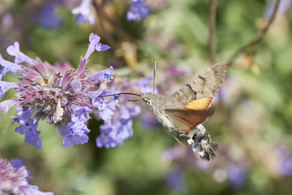 Taubenschwanz - (Urlaub im Allgäu / Bayern vom  08.07. bis 17.07.2022)