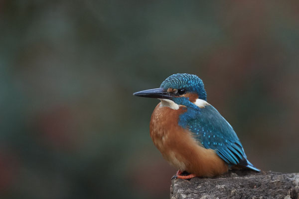 Eisvogelmann - im Garten - (29.11.2019)