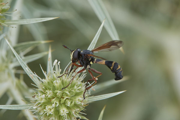 Physocephala rufipes / Stieldickkopffliege - Mehrum Rheinvorland - 51°34`19.93" 6°37`51.41" - (15.08.2020)