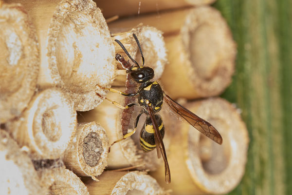 Ancistrocerus nigricornis / Lehmwespe - Jagd Raupen von Kleinschmetterlingen - Garten - (08.06.2021)