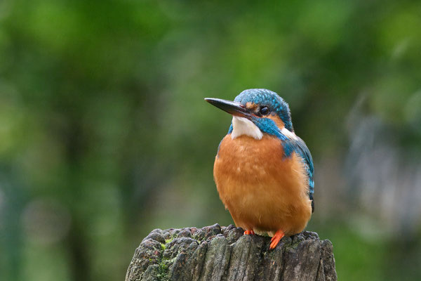 Eisvogel