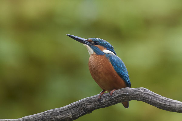 Eisvogel - Holland - (25.09.2020)
