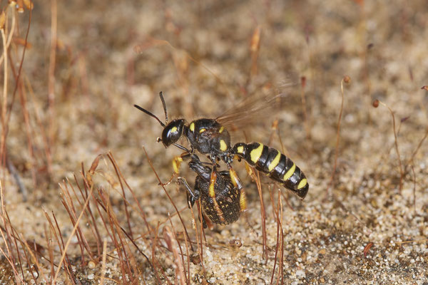Nr.0817 - Cerceris arenaria / Sandknotenwespe - OB LMB - 51°29`11.55" 6°53`53.48" - (24.06.2019)