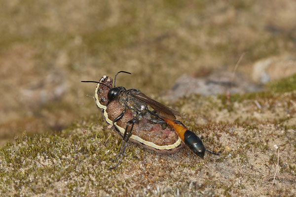 Nr.18/12 - Ammophila sabulosa mit Raupe vom Eulenfalter  - LMB - (19.10.2018)