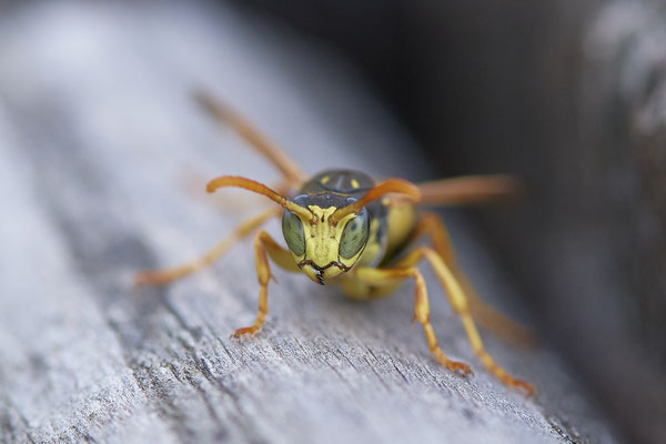 Gallische Feldwespe - Polistis-dominula
