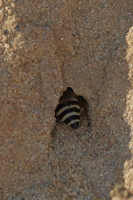 Nr.12/06 - Colletes hederae: Nesthöhle 1 von ca. >50 Nestern - OB Läppkes Mühlenbach (10.10.2018)