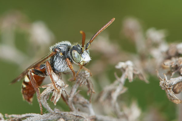Nr.0512 - Nomada alboguttata / Weißfleckige Wespenbiene - OB LMB - 51°29`11.55" 6°53`53.48" - (11.05.2019)