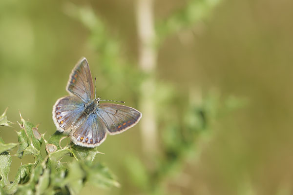 Sonnenröschenbläuling - WES Drevenacker Dünen - (20.07.2020)