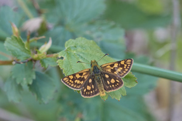 Nr.0550 - Carterocephalus palaemon / Gelbwürfeliger Dickkopffalter - Venner Moor - 51°51`45.78" 7°32`15.30" - (19.05.2019)