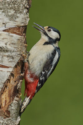 Buntspecht - Dingden - (20.04.2020) 