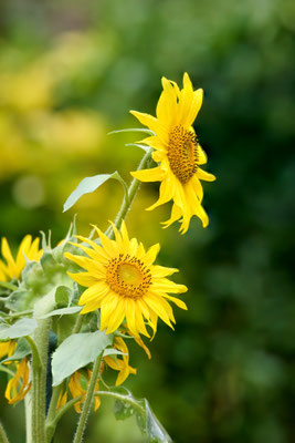 Sonnenblume