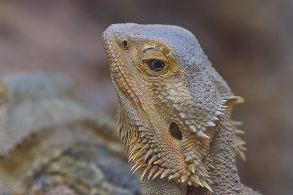  Bartagame - Besuch mit der Fotogruppe Nabu Herne im Terrazoo - (03.08.2019)