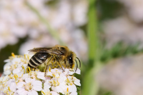 Colletes daviesanus-fodiens-similis - Garten
