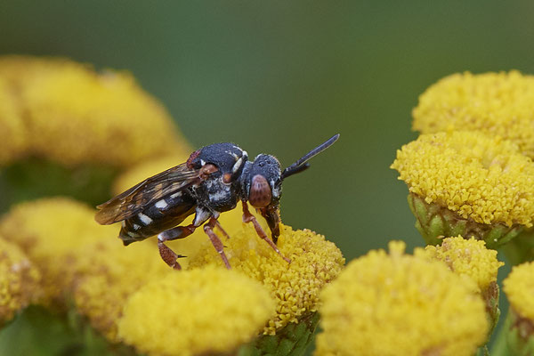 Nr.1174 - Epeolus variegatus / Gewöhnliche Filzbiene - WES Lippedünen Aaper Vennekes - 51°39`12.73"  6°40`40.66" - (12.08.2019)