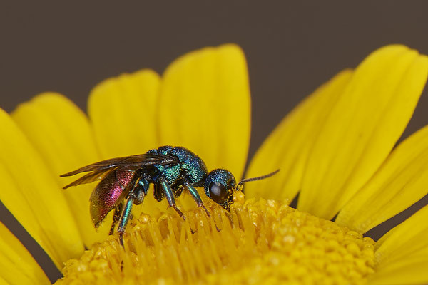 Nr.1037 - Goldwespe sp - ( Hedychrum gerstaeckeri ? ) - OB im Garten - 51°31`49.60" 6°50`56.50" - (29.07.2019)