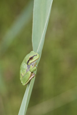 Laubfrosch - (07.08.2021)