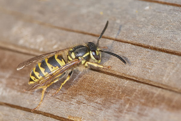 Nr.1208 - Vespula vulgaris / Gemeine Wespe - mehrere Hundert in und um dem Strauch - OB LMB - 51°29`11.55" 6°53`53.48" - (23.08.2019)