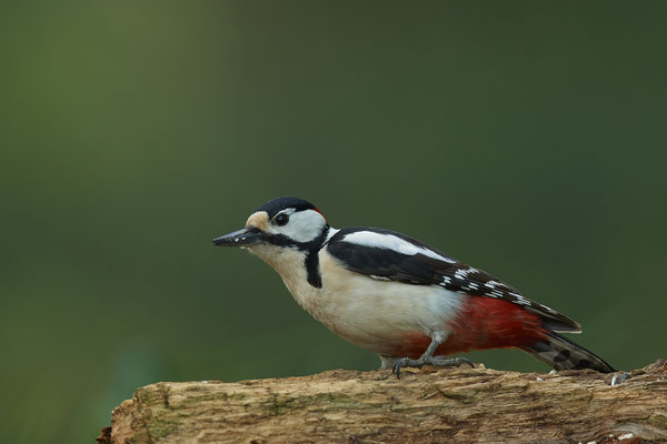 Buntspecht - Dingden - (19.04.2020) 