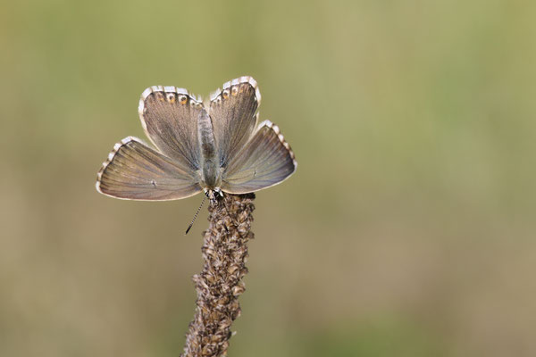 Silbergrüner Bläuling