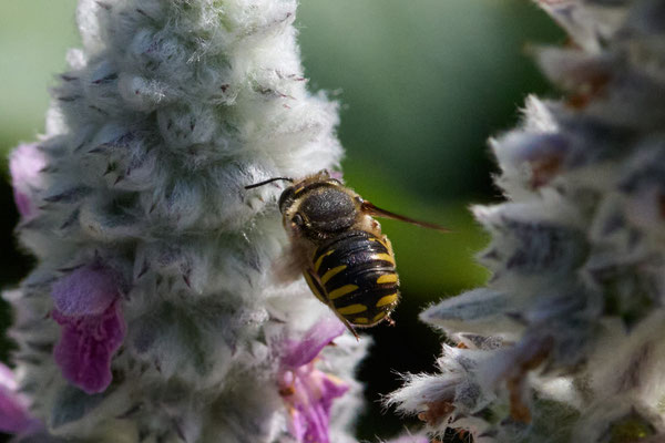 Anthidium manicatum - Garten