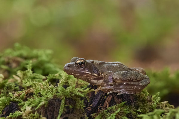 Grasfrosch - (19.09.2022)
