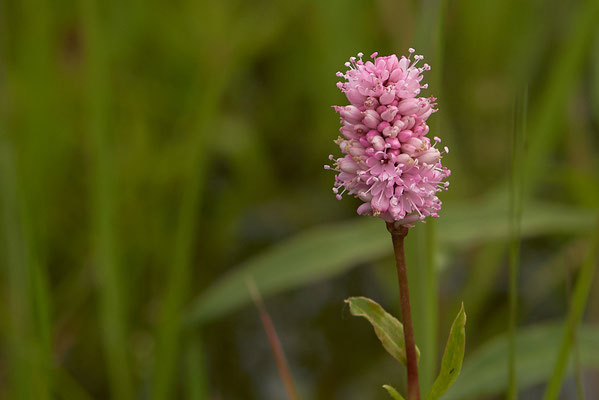 Wiesenknöterich