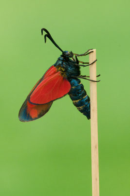 Schlupf vom Sechsfleck-Widderchen