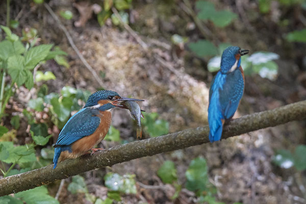 Eisvogel - Fischübergabe als Brautgeschenk - Serie von 6 Fotos - (19.05.2020)
