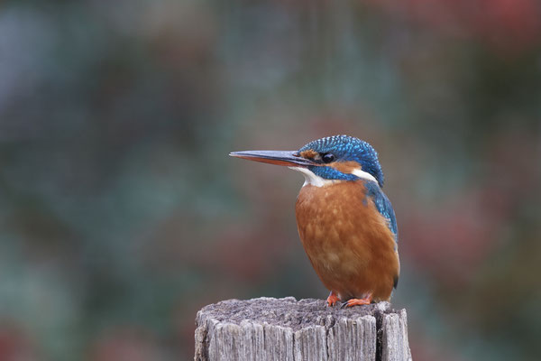 Eisvogelweibchen im Garten - (14.11.2019)