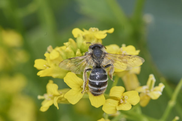 Nr.0390 - Andrena gravida w stylo. / Weiße Bindensandbiene - OB Neue Mitte 2 - 51°29`09.65" 6°53`45.26" - (02.05.2019)