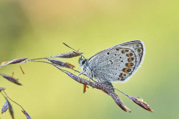 Argus-Bläuling - Vom 13.6. bis 20.6.2021 Urlaub im Allgäu