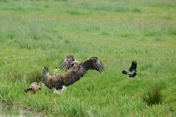 Seeadler