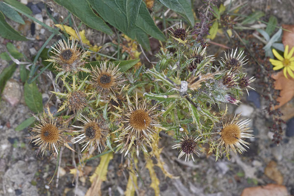 Golddistel - OB LMB