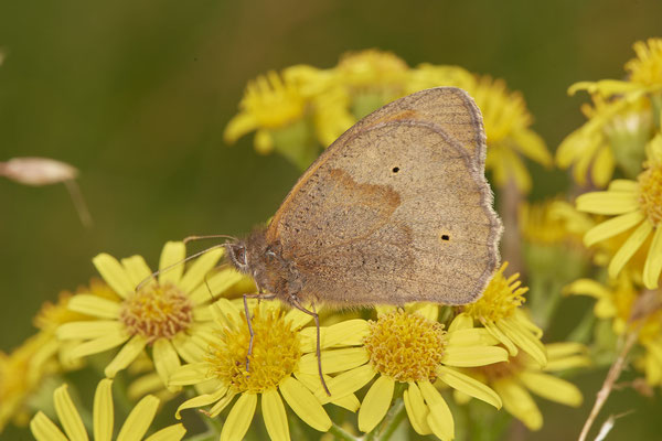 Großes Ochsenauge - NL - am Deich Pannerdensch Kanal- (27.06.2021)