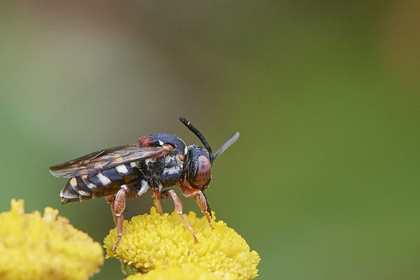 Nr.1177 - Epeolus variegatus / Gewöhnliche Filzbiene - WES Lippedünen Aaper Vennekes - 51°39`12.73"  6°40`40.66" - (12.08.2019)