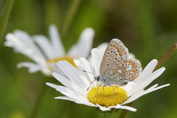Polyommatus icarus / Hauhechel-Bläuling - GE-Buer Zeche Hugo - 51°34`09.98" 7°02`18.09" - (24.05.2019)