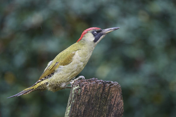 Grünspecht  Weibchen im Garten - (06.11.2019) - ein Schnäpschen zu viel?