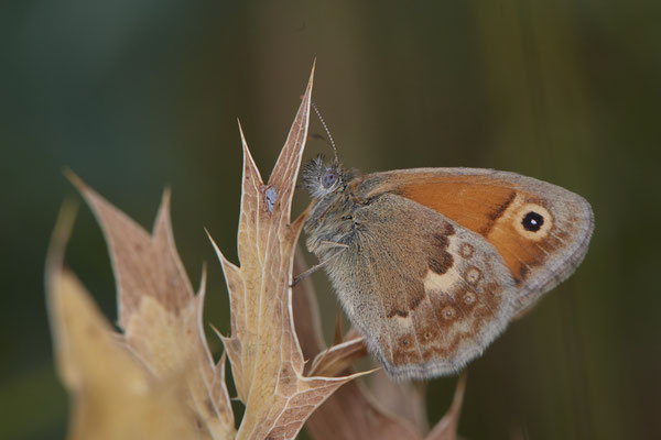 Nr.1071 - Coenonympha pamphilus / Kleines Wiesenvögelein - WES Rheinbrücke Büdericher Insel - 51°38`40.99" 6°36`30.54" - (09.08.2019)
