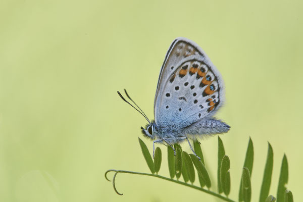 Argus-Bläuling - Vom 13.6. bis 20.6.2021 Urlaub im Allgäu