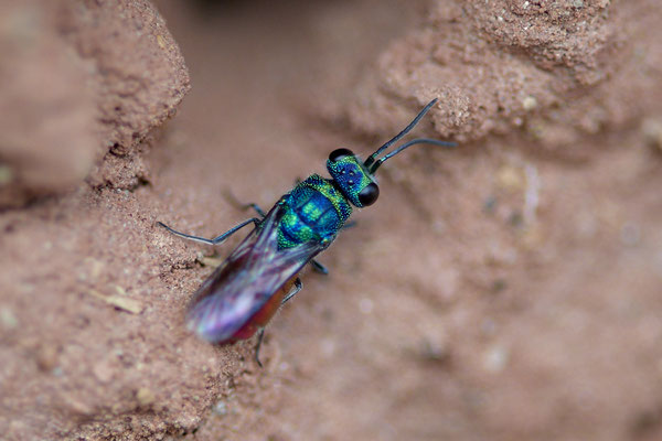 Goldwespe-Chrysis-Ignita