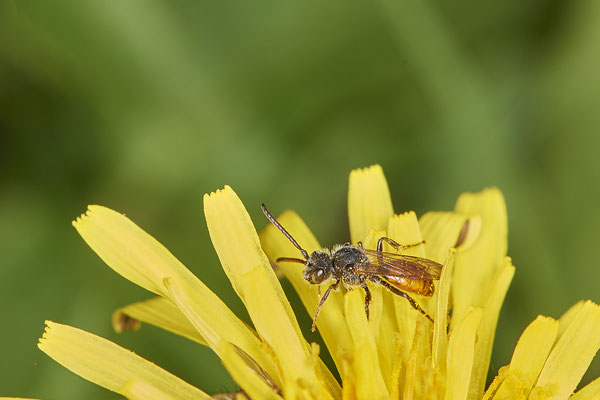 Nomada fabriciana m - Bottrop - Heidhofsee, Zum Kletterpoth - 51°36`08.24" 6°52`17.69" - (08.05.2021)