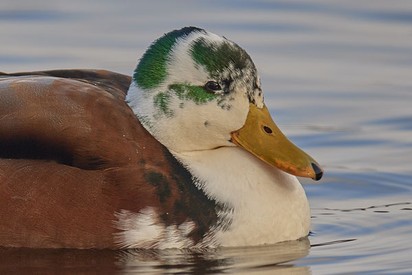 Stockente - Hybrit 1 - Nettetal, Damm Krickenbecker Seen (31.01.2019)