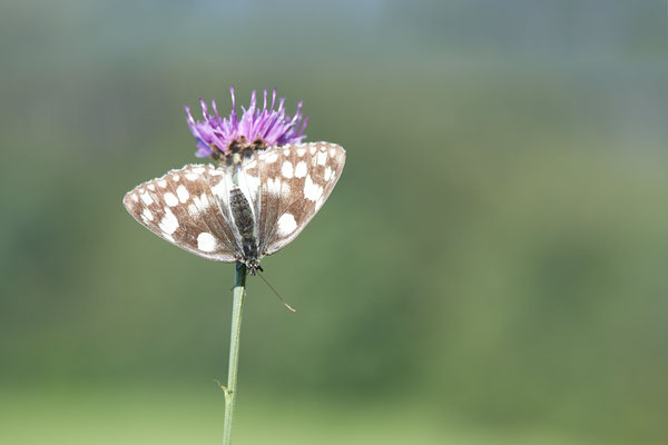 Schachbrett - (Urlaub im Allgäu / Bayern vom  08.07. bis 17.07.2022)