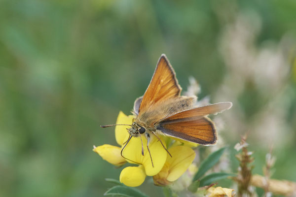 Schwarz oder Braunkolbiger Braundickkopffalter - Rückseite Flugplatz Schwarze Heide - (27.06.2022)