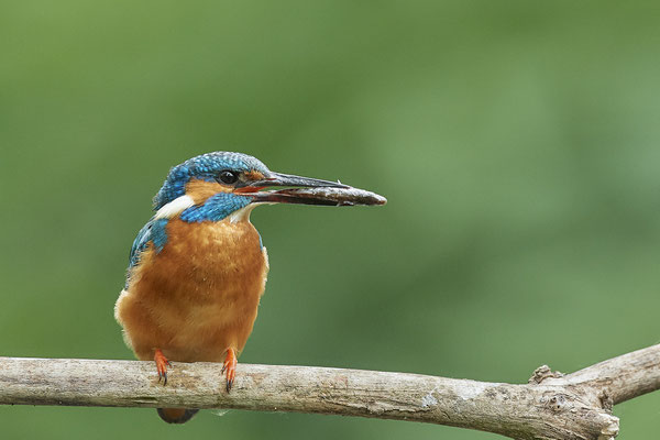 Eisvogel - für die Jungen oder für den Partner - (22.05.2020)