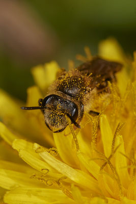 Nr.0081 - Andrena chrysosceles - DU - Landschaftspark-Nord - 51°28`51.79" 6°47`10.32" - (29.03.2019)