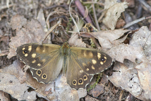 Waldbrettspiel - Rückseite Flugplatz Schwarze Heide - (27.06.2022)