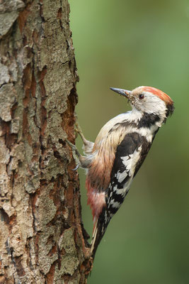 Mittelspecht - Nettetal Rohrdommelprojekt de Wittsee - (23.05.2019)